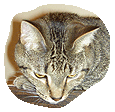 the cat